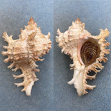 #2 Chicoreus ramosus 74.1mm F++ W/O Zanzibar