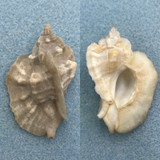 #4 Ceratostoma nuttalli Albino 50.4mm F+ San Pedro, California