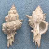 Paziella nuttingi 47.9mm F (Hole) Melbourne, Florida 80fms