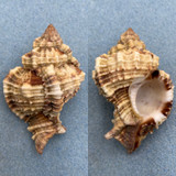 #4 Phyllonotus pomum 67.4mm F+ Marco Island, Florida