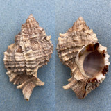 #1 Phyllonotus pomum 73.9mm F++ Marco Island, Florida