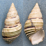 #1 Liguus fasciatus crenatus 54mm F+ Caribbean Data