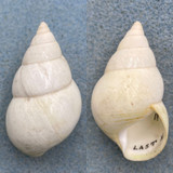 #9 Liguus fasciatus luteus 44.8mm F++ Last Hammock, Lower Dade County 1931