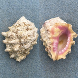 Drupa rubusidaeus 40.4mm F+ Laminusa, Siasi, Philippines