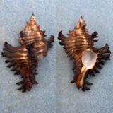 #1 Chicoreus brunneus 54.2mm F+ Mariveles, Bataan, Philippines