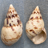 Liguus fasciatus splendidus 51.1mm F/+ Lower Matecumbe Key, Middle Hammock