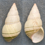 #9 Liguus fasciatus simpsoni 54.6mm F+ Lower Matecumbe Key, Upper Hammock