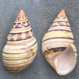 #1 Liguus fasciatus Hybrid castaneozonatus 48.9mm F++ Long Pine Key #28