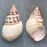 #12 Liguus fasciatus walkeri 48mm F+ Pinecrest #9 Col. Humes