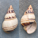 #1 Liguus fasciatus walkeri 49.2mm F+ Pinecrest #33