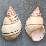 #13 Liguus fasciatus walkeri 43.1mm F++ Pinecrest #9 Col. Humes