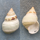 #6 Liguus fasciatus walkeri 39.8mm Gem Pinecrest #4 Collected 1937