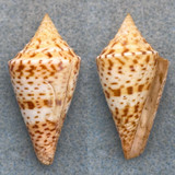 #10 Conus delessertii 42.9mm F/+ Trawled 135' Contoy, Mexico