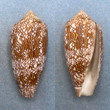 #2 Conus textile 89.8mm F+ Zamboanga, Philippines