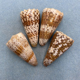 #2 Conus imperialis Lot 65-66mm F/+ Philippines