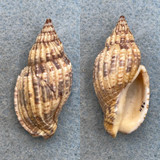 Lyria mitraeformis 42mm F+ Gulf of St Vincent, Australia Volutidae