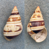 #6 Liguus fasciatus castaneozonatus 43.5mm F+ Ross Hammock