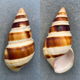 #15 Liguus fasciatus castaneozonatus 67.3mm F/+ (Tip Chip) Little Madeira Bay