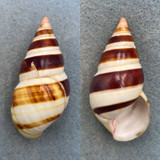 #17 Liguus fasciatus castaneozonatus 60.7mm F+ Little Madeira Bay, ENP 1