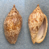 #3 Harpulina lapponica 62mm F+ Bombay, India