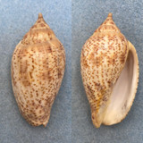 #2 Harpulina lapponica 67mm F+ Bombay, India