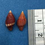 #1 Mitra fraga Set x2 13.6-14.3mm Calituban Island, Philippines