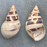 #26 Liguus fasciatus castaneozonatus 46mm F+ Long Pine Key #23