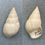 #6 Liguus fasciatus elliottensis 47.2mm F+ North Key Largo