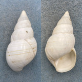 #4 Liguus fasciatus elliottensis 53.1mm F (Hole) North Key Largo