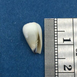 #3 Imbricaria Punctata 11.6mm Atiu Cook Islands In Shallow Lagoon