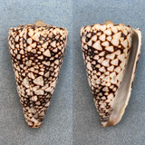 #3 Conus bandanus 77.5mm F+ (Filed Lip) Hawaii