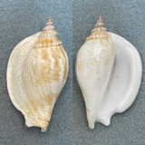 #3 Strombus epidromis 68.9mm F++ Cebu, Philippines