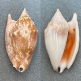 #4 Strombus (Euprotomus) bulla 67.1mm F+/++ No Data