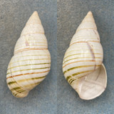 #5 Liguus fasciatus delicatus 60.9mm F+ Upper Hammock, Lower Matecumbe Key