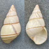 #2 Liguus fasciatus delicatus 43.8mm F++ Upper Part, Lower Matecumbe Key