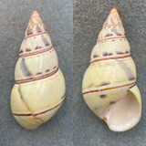 #2 Liguus fasciatus graphicus 57.5mm F+ East Pine Key