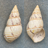 #3 Liguus fasciatus lignumvitae 57.3mm F+ Lower Matecumbe, Middle Hammock 1931