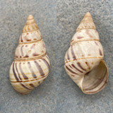 #16 Liguus fasciatus lignumvitae 42.7mm F++ Lower Matecumbe, Middle Hammock