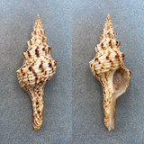 #2 Fusinus nicobaricus 87.6mm F++ W/O Kii, Japan 20-40fm