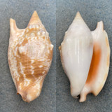 #5 Strombus (Euprotomus) bulla 58.4mm F+ Cebu, Philippines