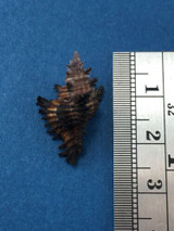 #2 23.5mm Chicoreus Brunneus Dived 20m Palawan Philippines Muricidae