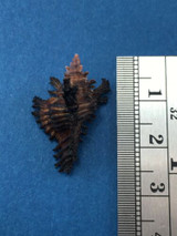 #3 24.8mm Chicoreus Brunneus Dived 20m Palawan Philippines Muricidae