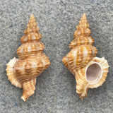 Trajana perideris 26.2mm F++ Dredged, Gulf Of California, Mexico Nassariidae