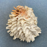 #3 Chama lazarus 85.9mm F+ Philippines