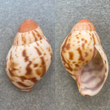 #5 Archachatina marginata 39.7mm F++ Bioko, Cameroon