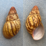 #2 Archachatina marginata 65.7mm F+ Bioko, Cameroon