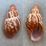#1 Archachatina marginata 61.6mm F++ Bioko, Cameroon