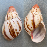 #3 Archachatina marginata 59.5mm F+ (Hole) Bioko, Cameroon