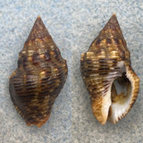 Gemophos viverratus 28.2mm F++ W/O Punto Eviondo, Equatorial Guinea