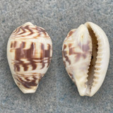 #1 Cypraea diluculum virginalis 25.5mm F++ Zanzibar